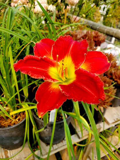 Hemerocallis' Red Hot Returns Daylily (Specialty)