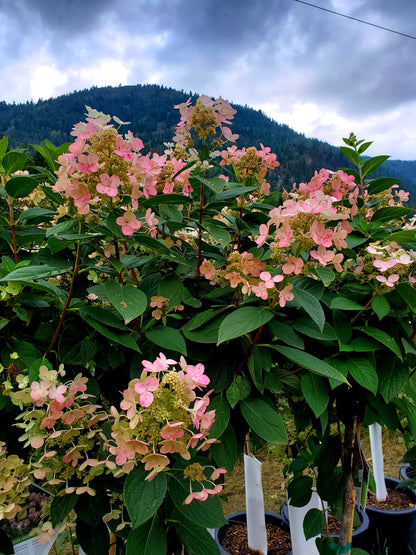 Hydrangea' Quick Fire® Hydrangea Tree