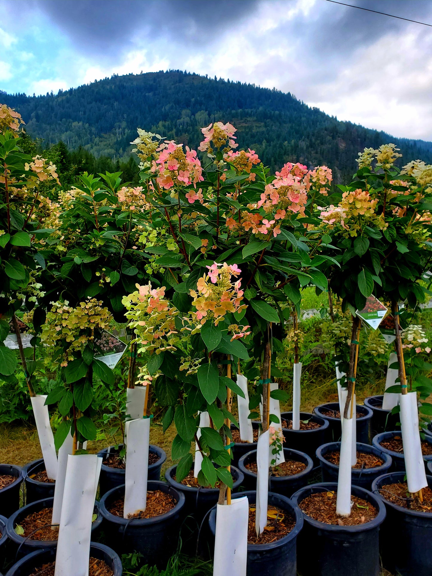 Hydrangea' Quick Fire® Hydrangea Tree