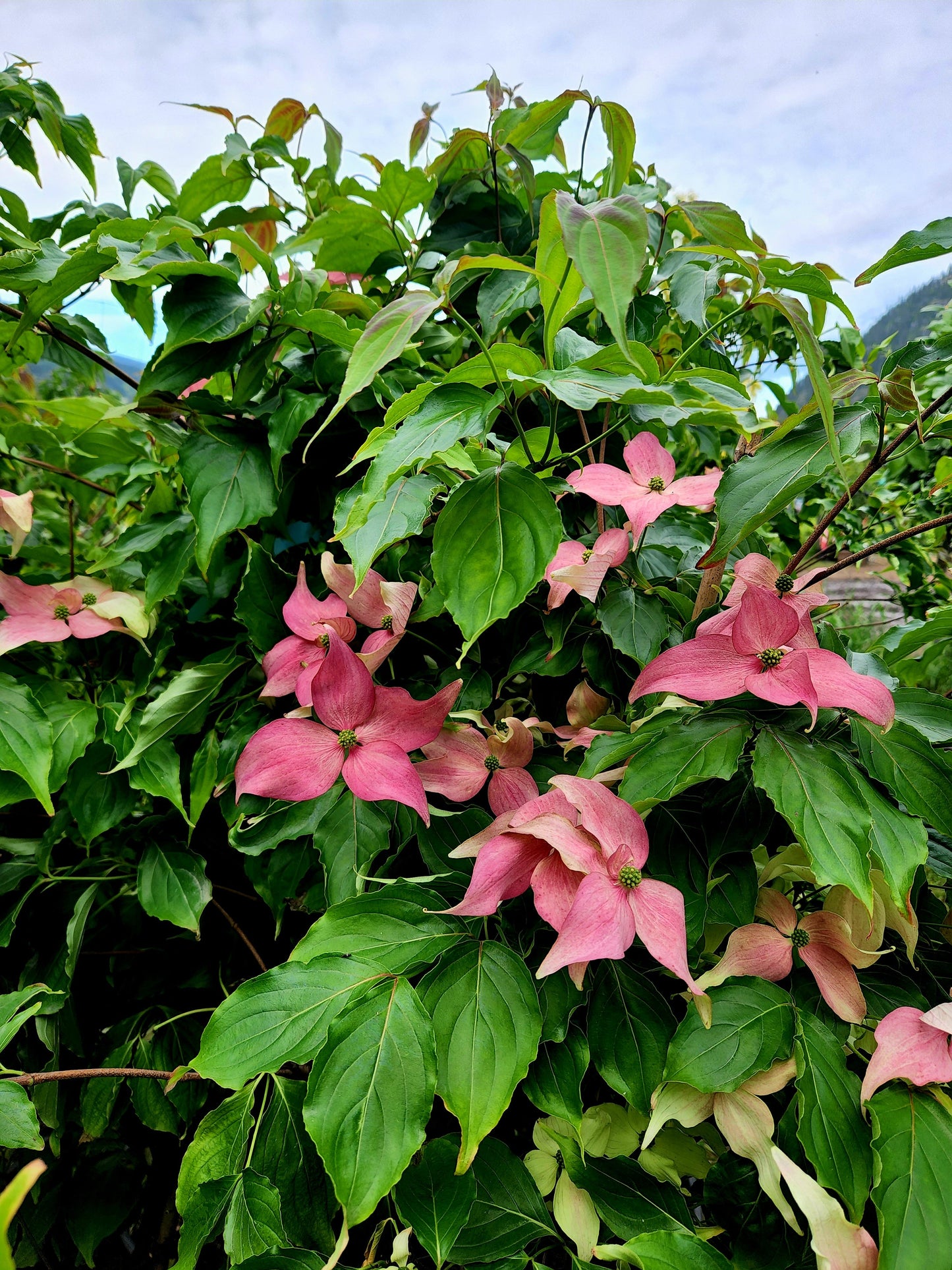 Cornus' Scarlet Fire® Kousa Dogwood Tree