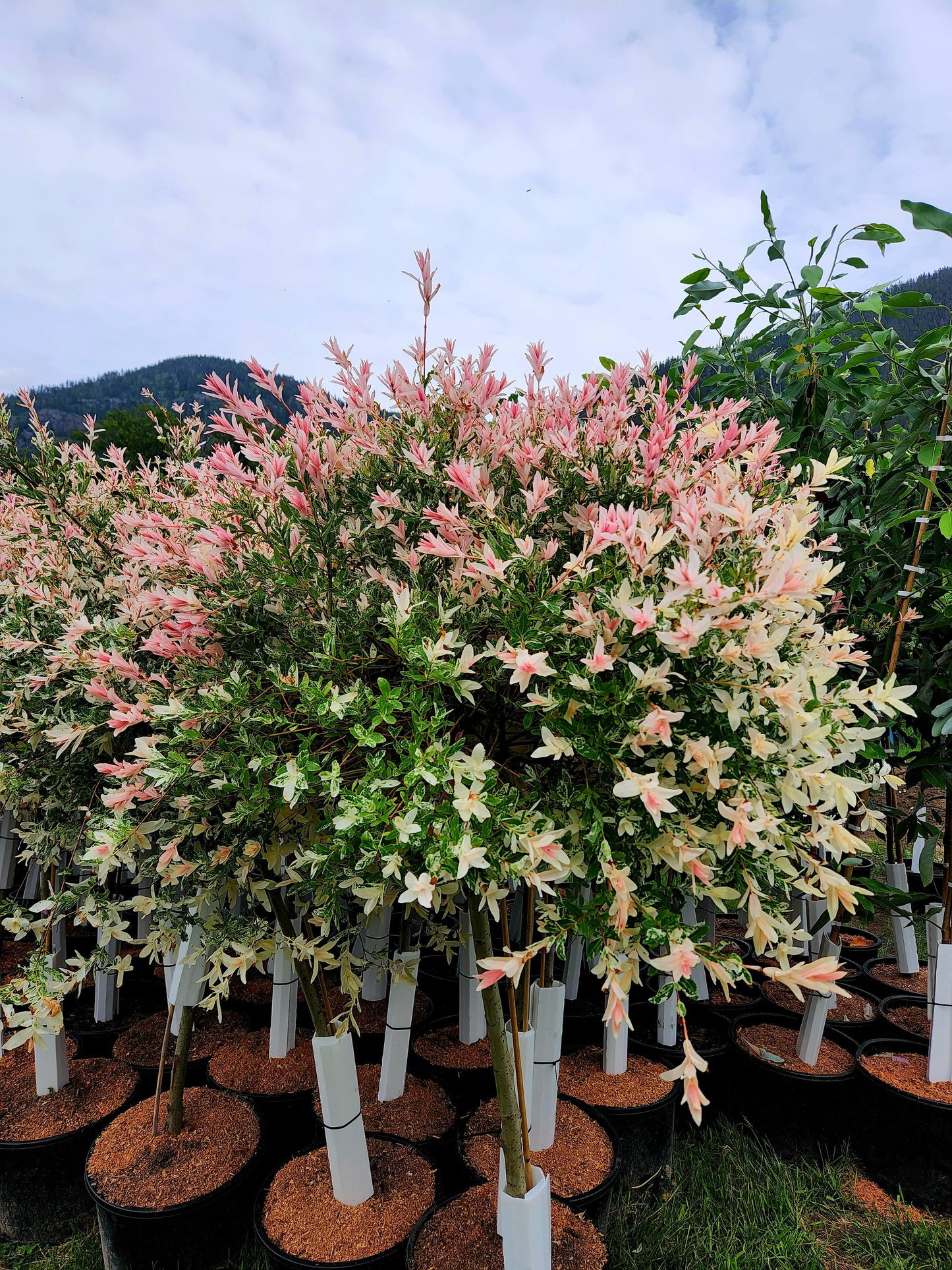 Salix' Hakuro-Nishiki Dappled Willow Tree