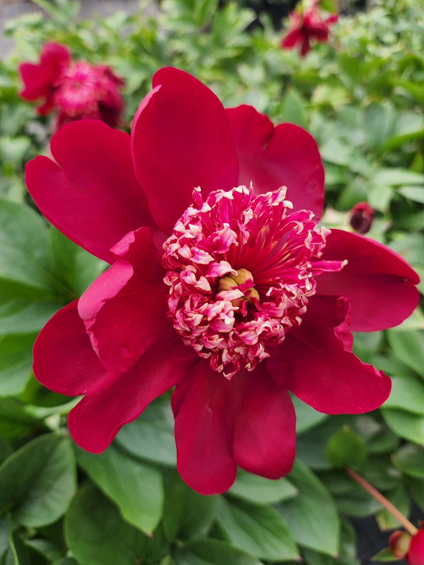 Paeonia' Nippon Beauty Peony