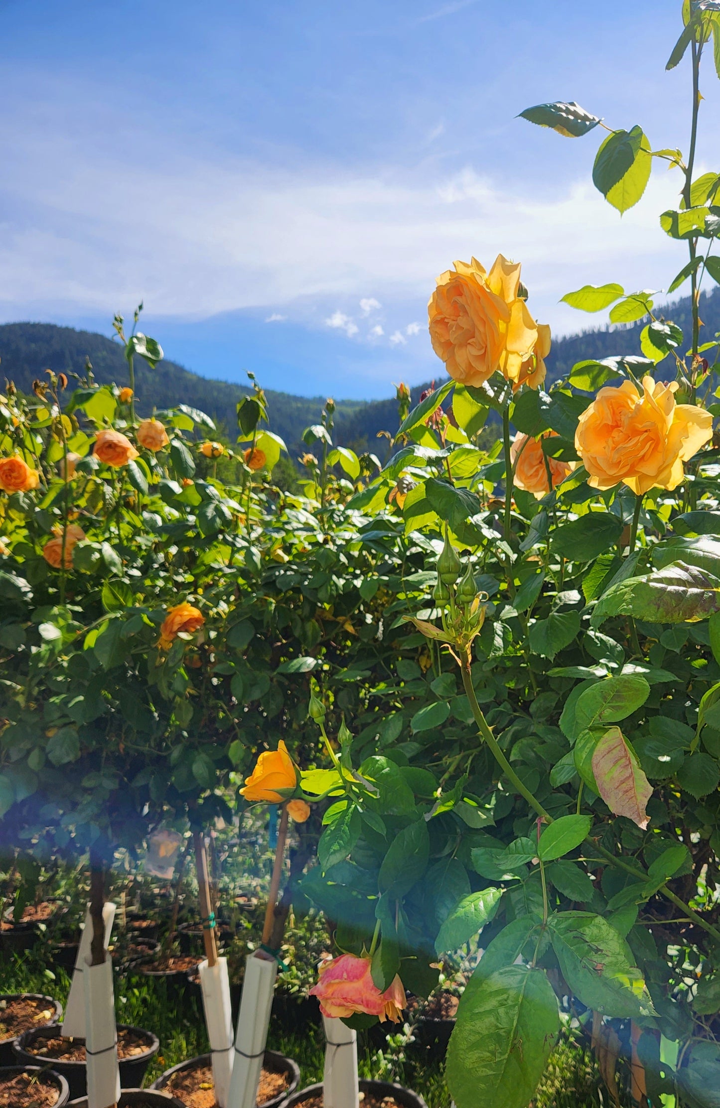 Rosa' Julia Childs Rose Tree