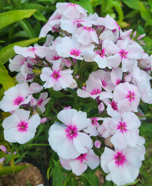 Phlox' Flame Pro Baby Doll