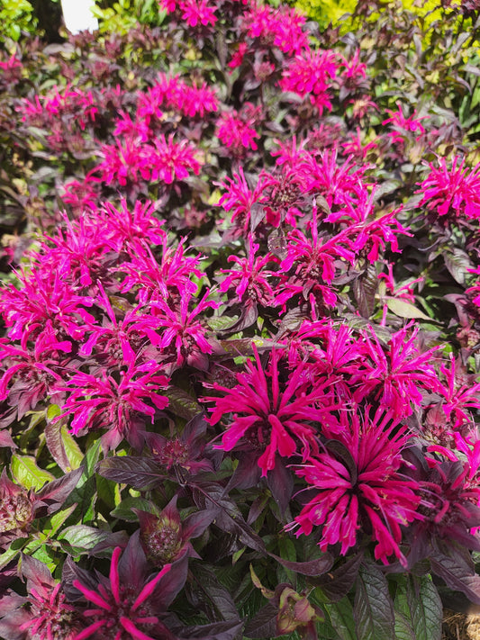 Monarda' SUGARBUZZ Berry Taffy Beebalm