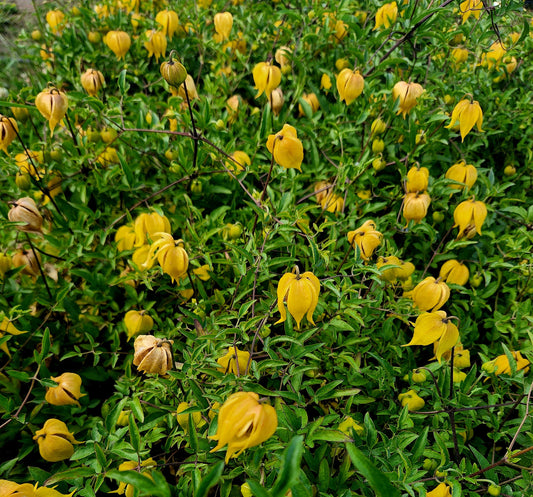 Clematis' Little Lemons Dwarf Bush Clematis