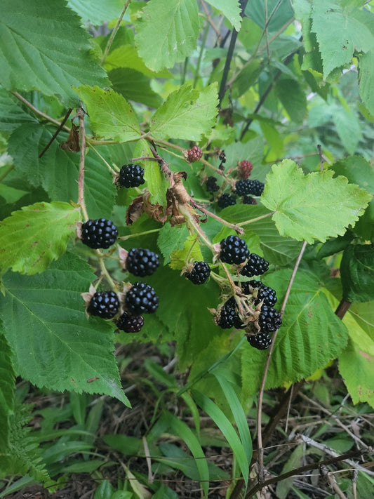 Rubus' Wild Blackberry