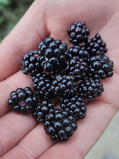 Rubus' Wild Blackberry