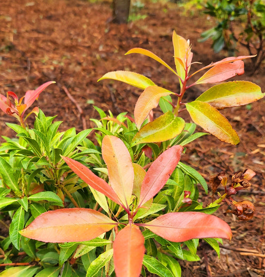 Pieris' Forest Flame (Lily Of The Valley Bush)