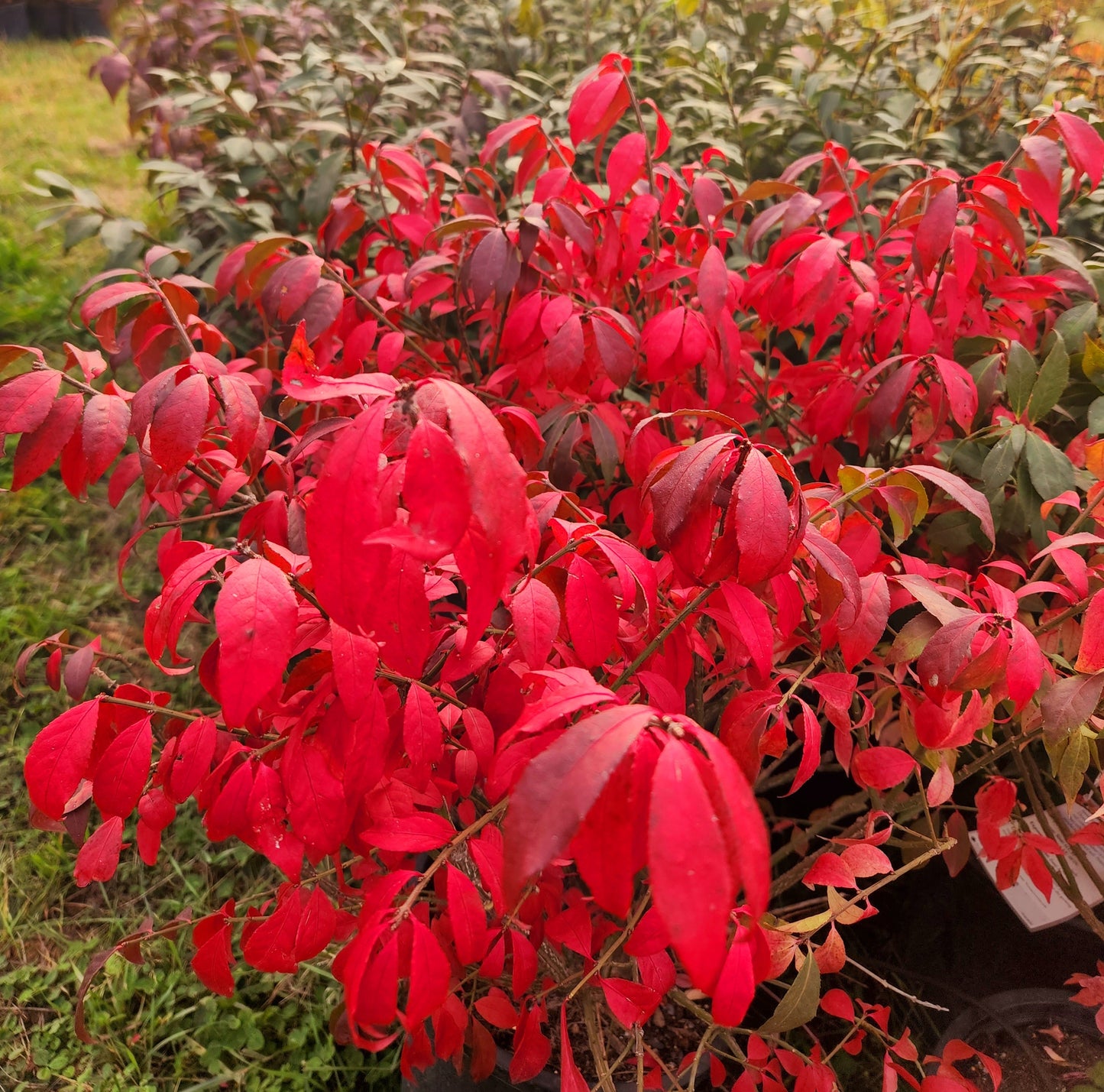 Euonymus' Fire Ball® Burning Bush