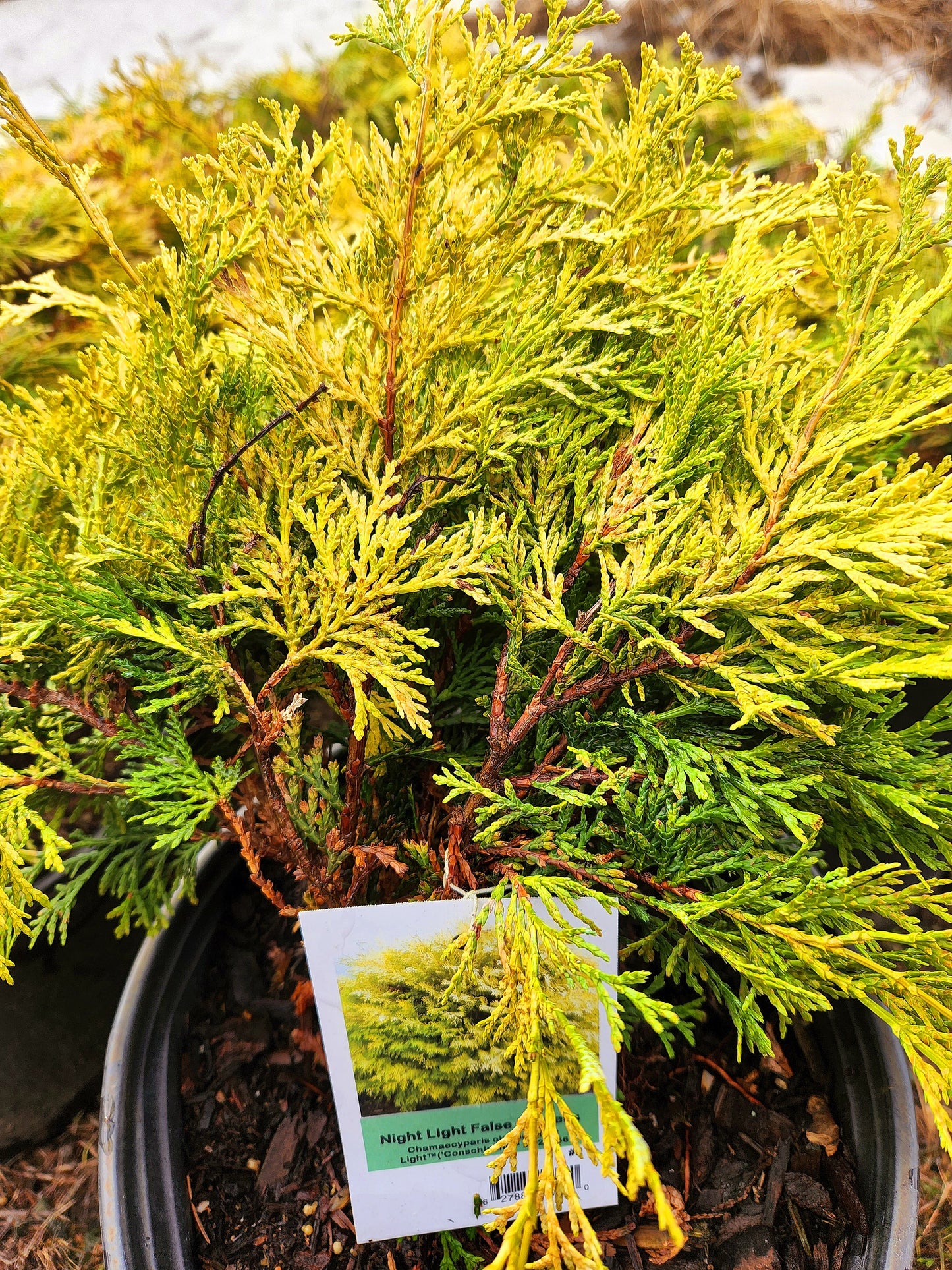 Chamaecyparis' Night Light Hinoki Cypress (False Cypress)