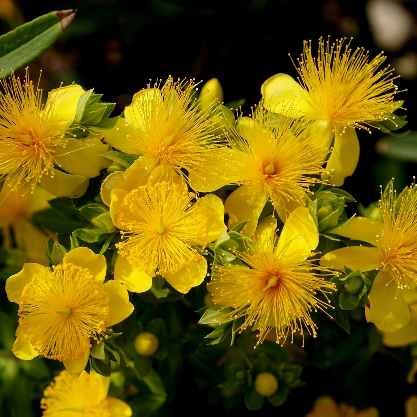 Hypericum' Ames Kalm St. John's Wort