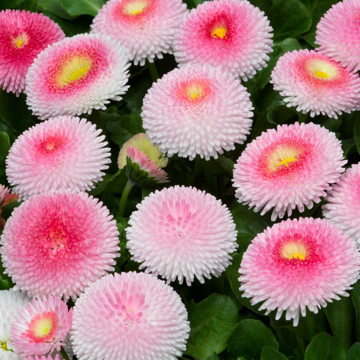 Bellis' Tasso® Strawberries & Cream English Daisy