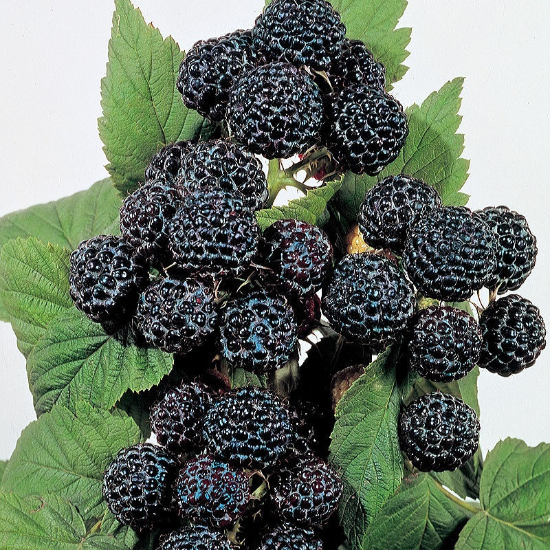 Rubus' Bristol Black Raspberry