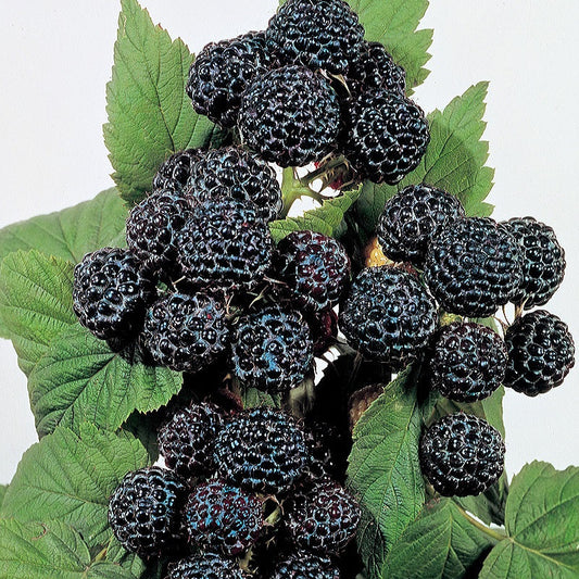 Rubus' Bristol Black Raspberry