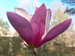 Magnolia' Jane