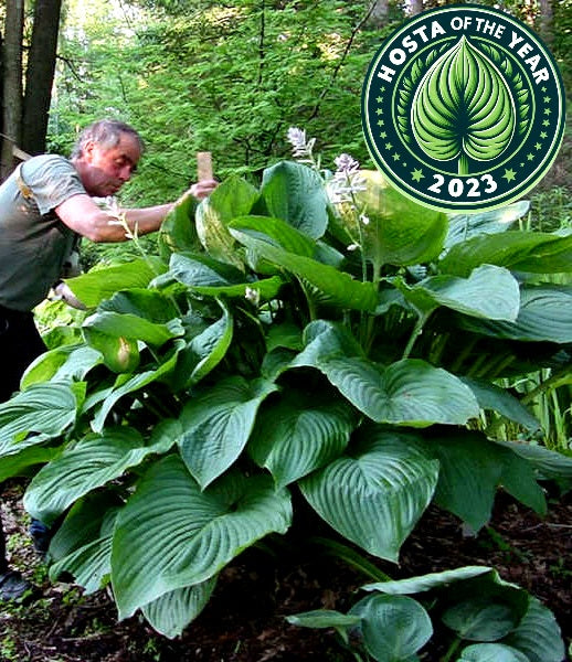 Hosta' Empress Wu Giant Hosta (🏆2023 Hosta Of The Year)!