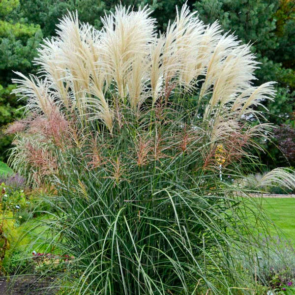 Miscanthus' Encore Grass