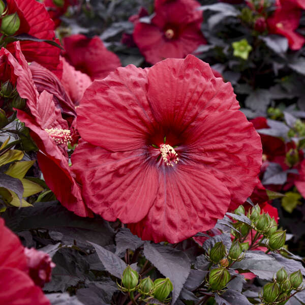 Hibiscus' Summerific® Holy Grail (Hardy/Perennial)