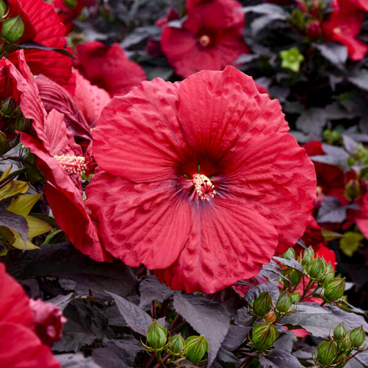 Hibiscus' Summerific® Holy Grail (Hardy/Perennial)