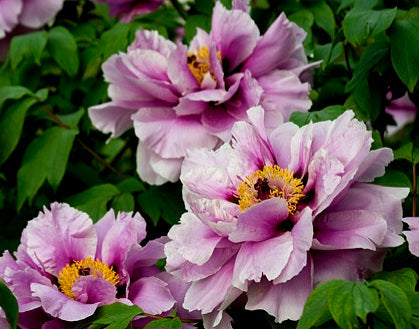 Paeonia' Kamada Nishiki Tree Peony