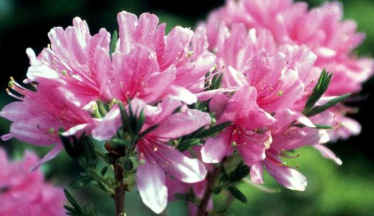 Rhododendron' Western Lights Azalea