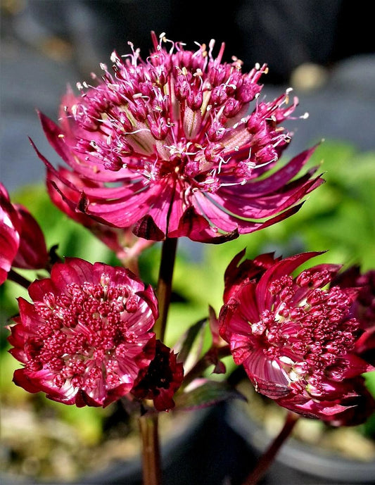 Astrantia' Star of Fire