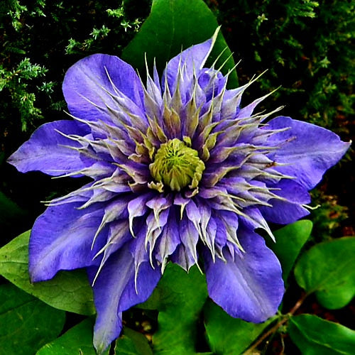 Clematis' Multi Blue