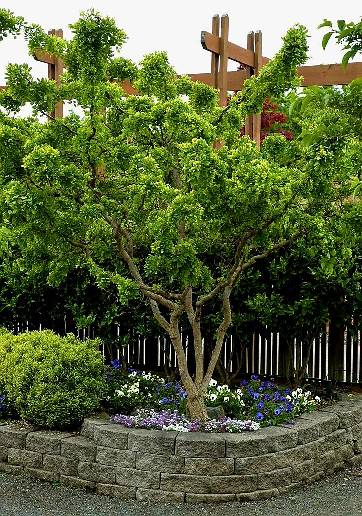 Robina' Twisty Baby™ Dwarf Black Locust