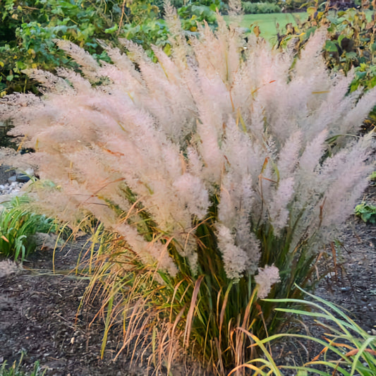 Calamgrostis' Korean Feather Reed Grass