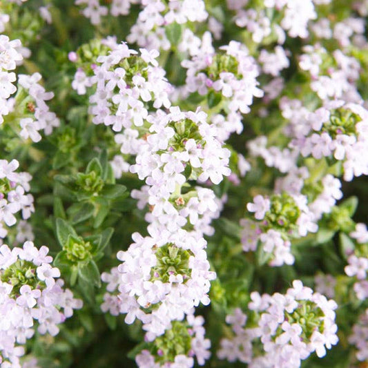 Thymus' White Creeping Thyme