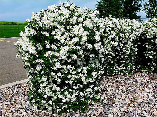 Philadelphus' Blizzard Mock Orange