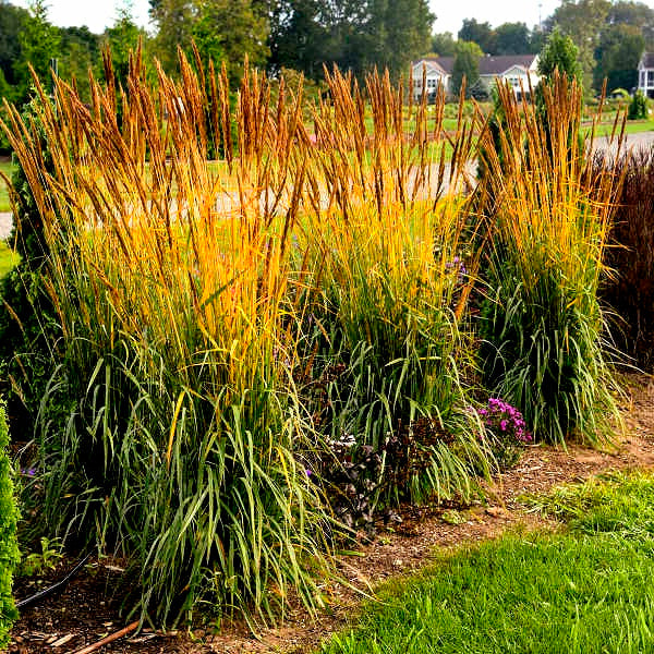 Sorghastrum' Golden Sunset® Grass