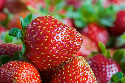 Fragaria' Eversweet Everbearing Strawberry, Well Established Clump