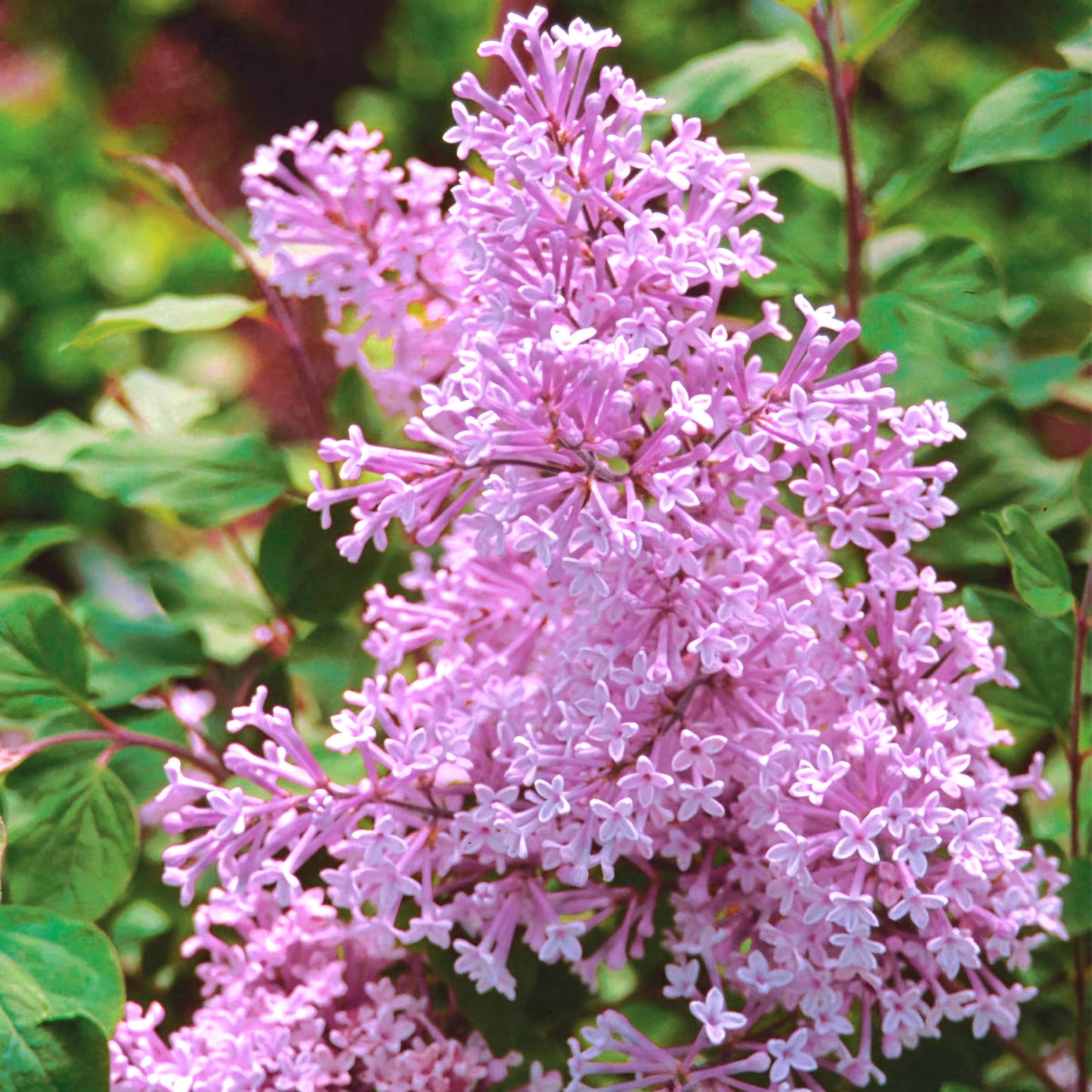 Syringa' Josee™ Reblooming Dwarf Lilac (Just Restocked)