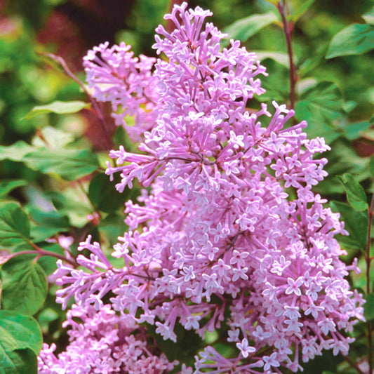 Syringa' Josee™ Reblooming Dwarf Lilac (Just Restocked)