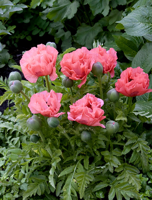 Papaver' Pink Pearl Poppy