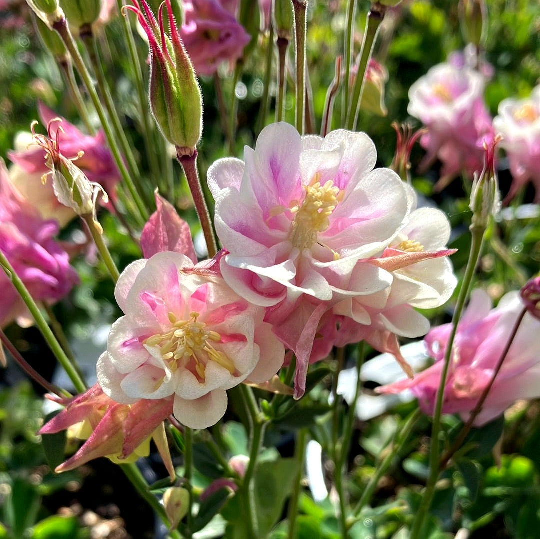 Aquilegia' Winky Double Rose White Columbine