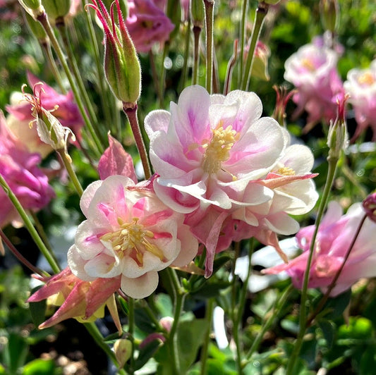 Aquilegia' Winky Double Rose White Columbine