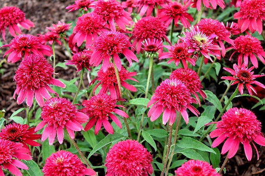 Echinacea' Double Scoop™ Raspberry Coneflower