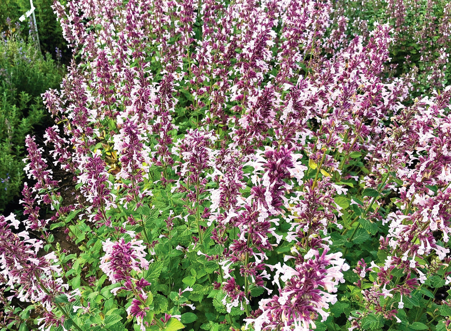 Nepeta' Whispurr™ Pink Catmint