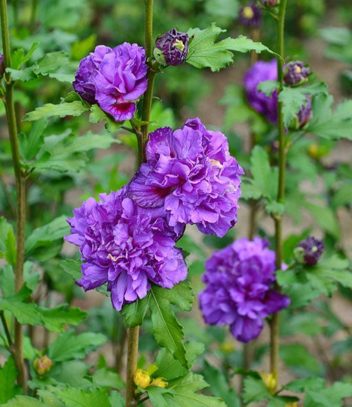 Hibiscus' French Cabaret™ Purple