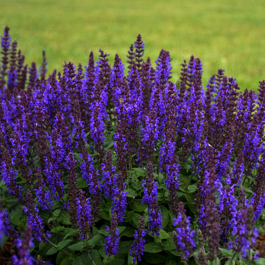 Salvia' Bumbleblue Sage