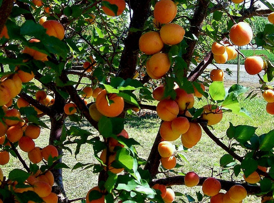 Prunus' Scout Apricot Tree