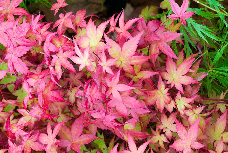 Acer' Beni-Maiko Pink Dwarf Japanese Maple