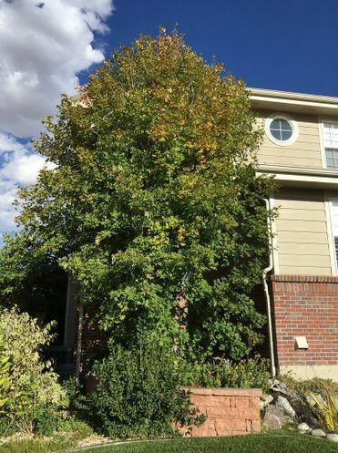 Acer' Big Tooth Maple Tree