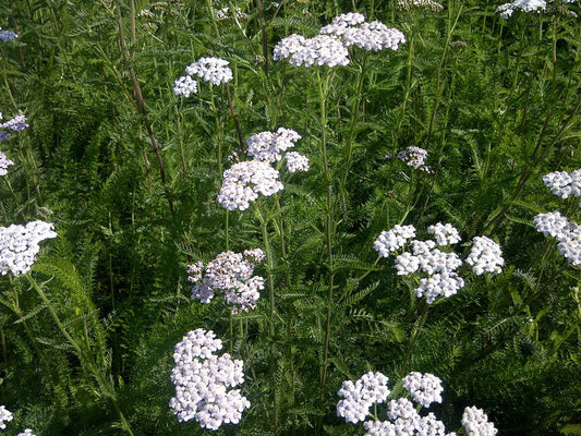 Achillea' Common Yarrow