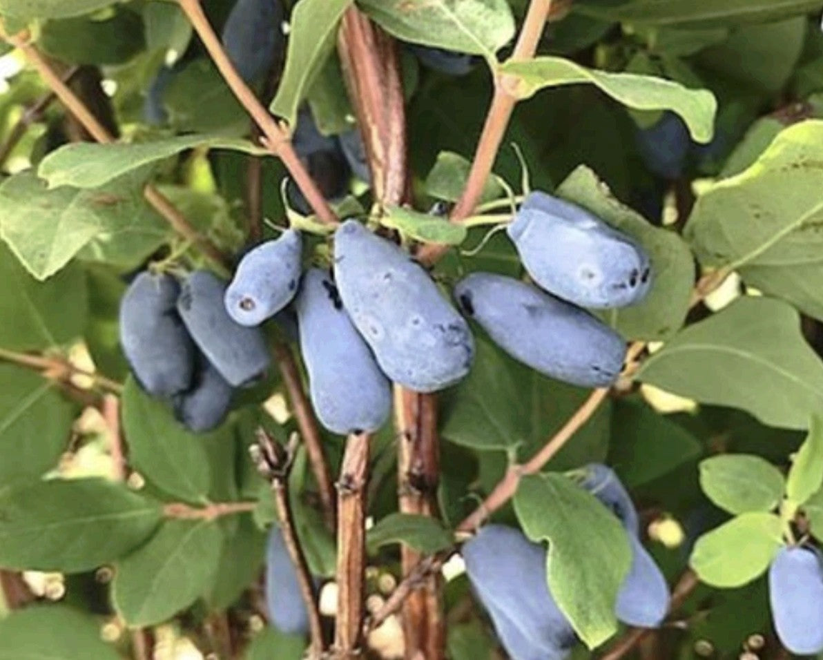 Lonicera' Polar Jewel Honeyberry (Haskap)