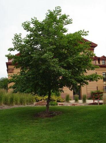 Alnus' Prairie Horizon Manchurian Alder Tree