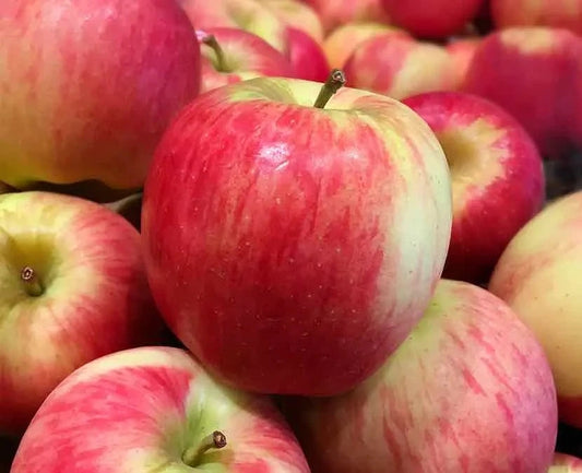 Malus' Ambrosia Apple Tree